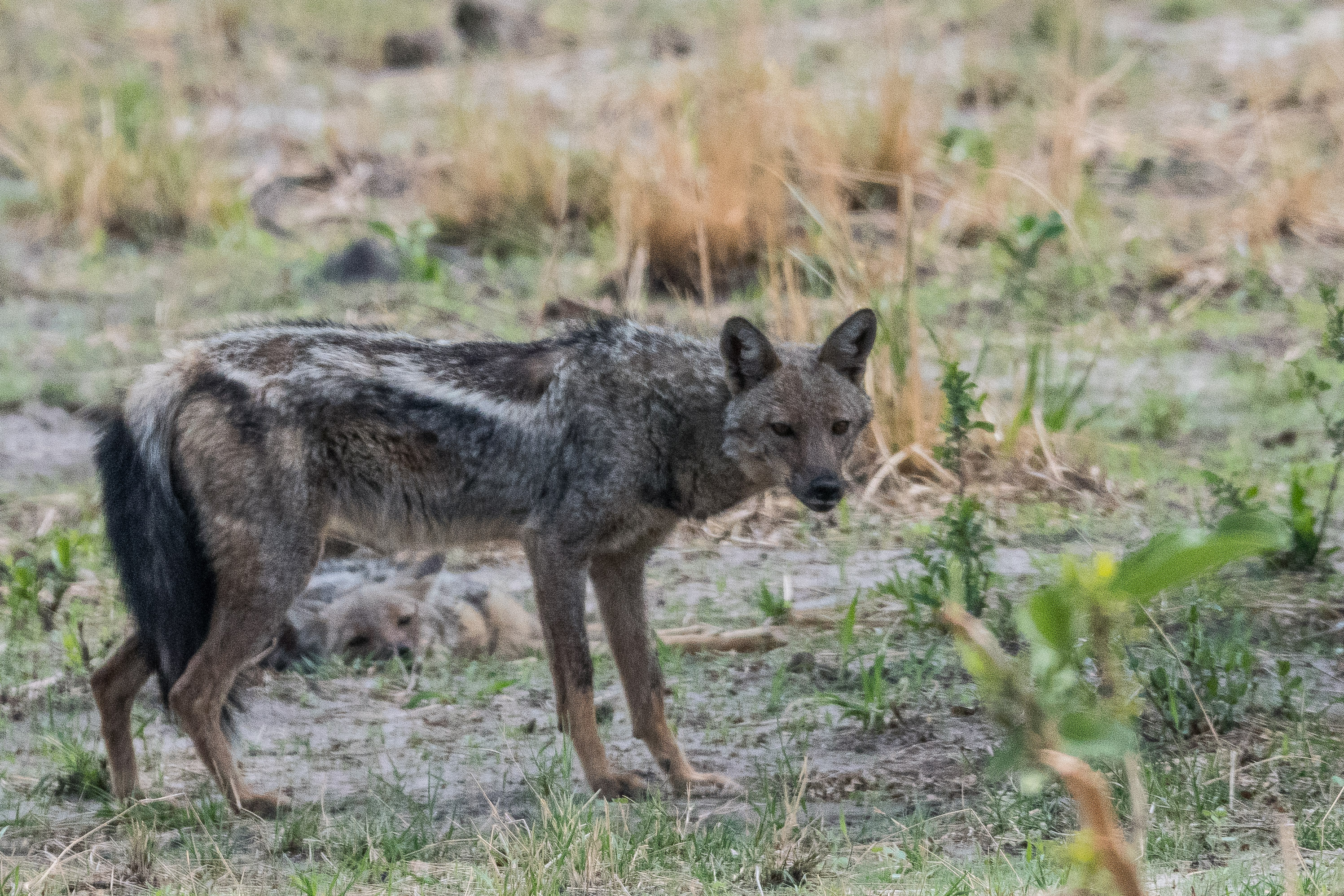 Chacals à flancs rayés (Side-striped jackal, Canis adustus), mâle adulte en alerte, Kwando reserve, Botswana.